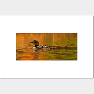 Follow the leader - Common loon Posters and Art
